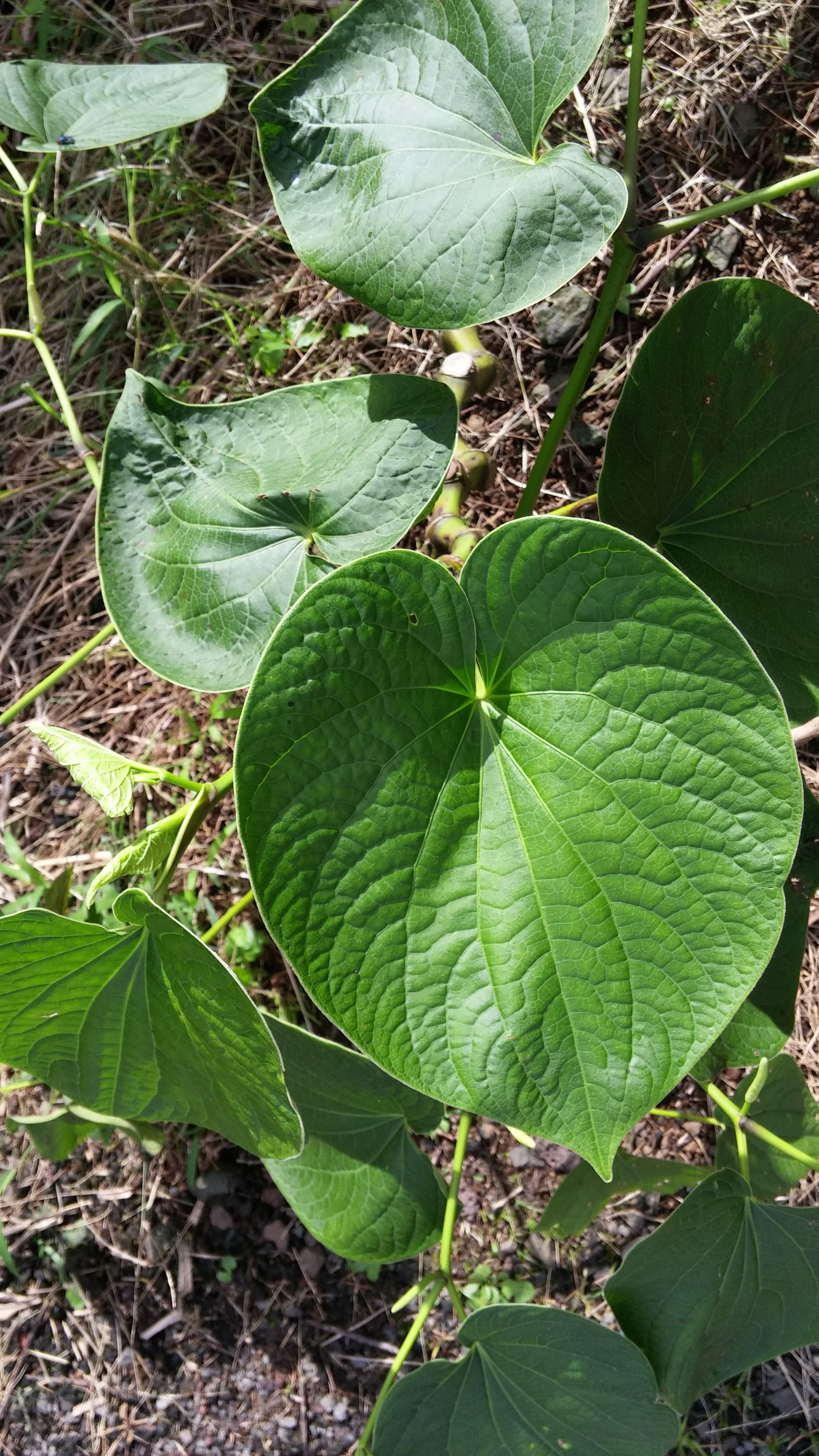 What's the Best Kava? What's the Best Kava Cultivar?
