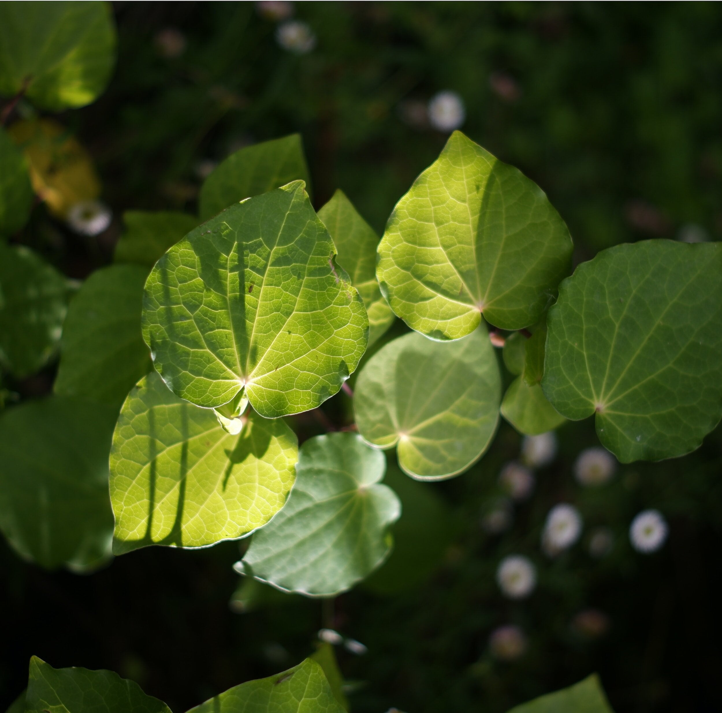 Kava vs Kawakawa and the Maori memories of kava