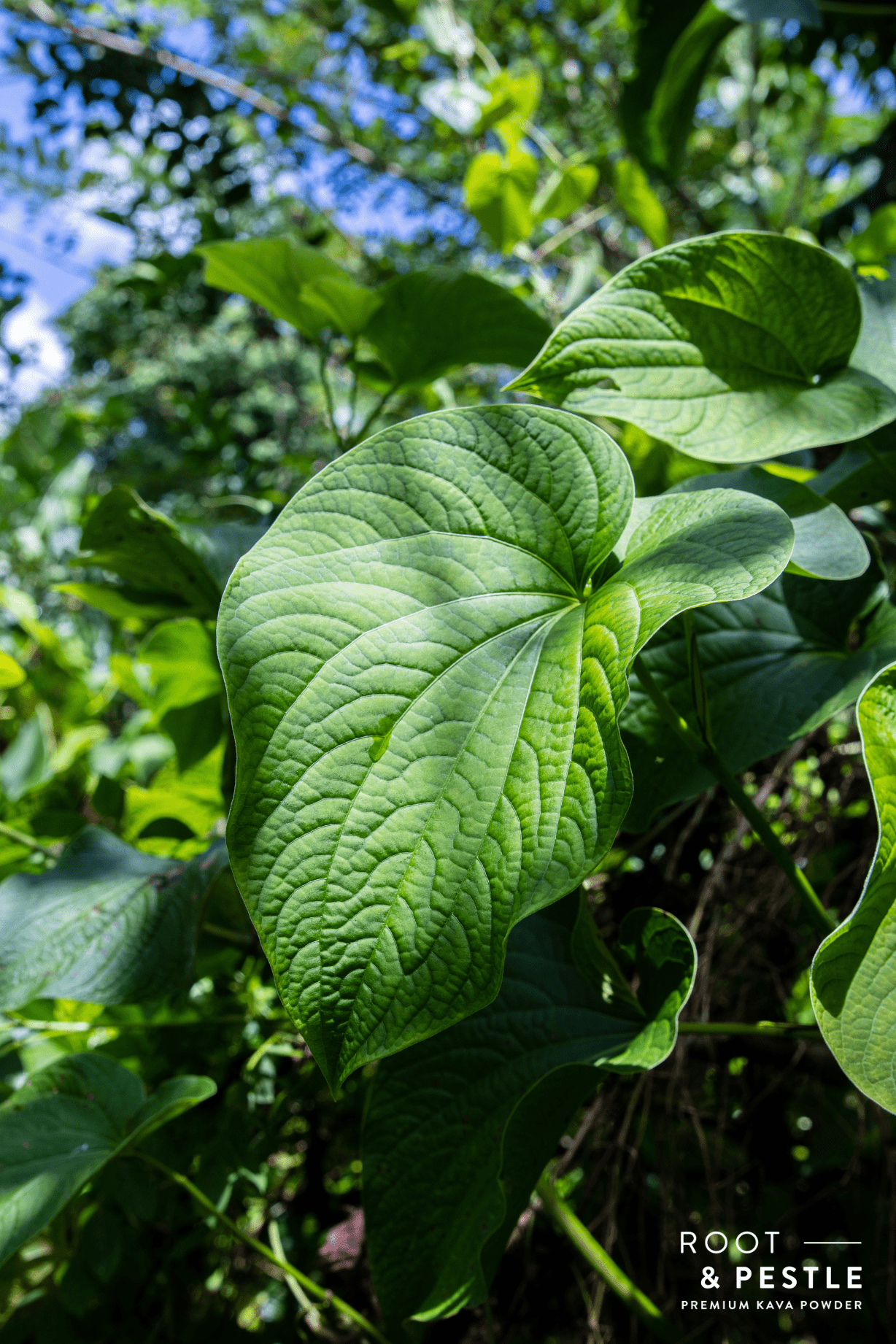 Silesse Single Cultivar Traditional Kava