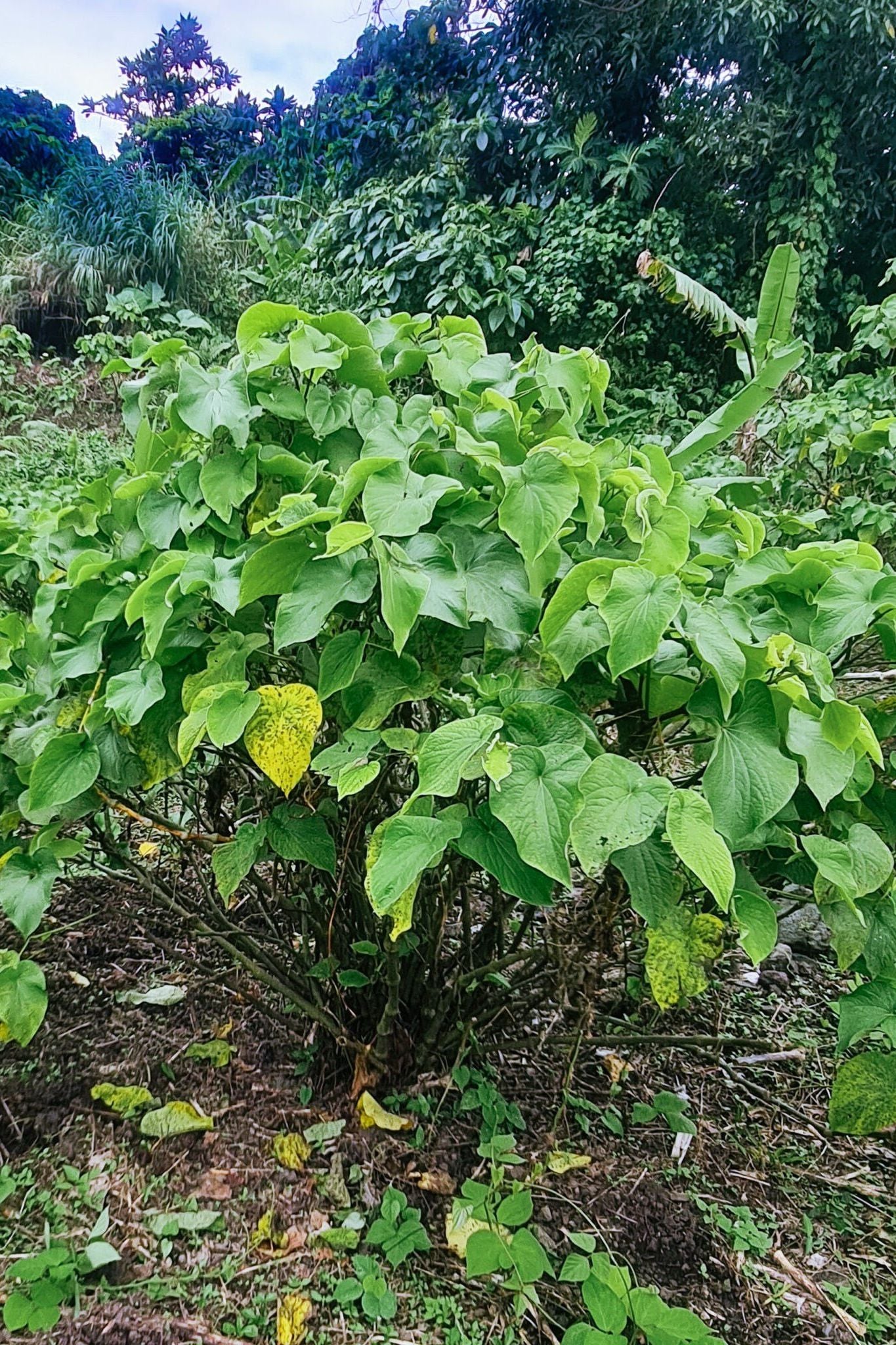 Puariki Single Cultivar Instant Green Kava