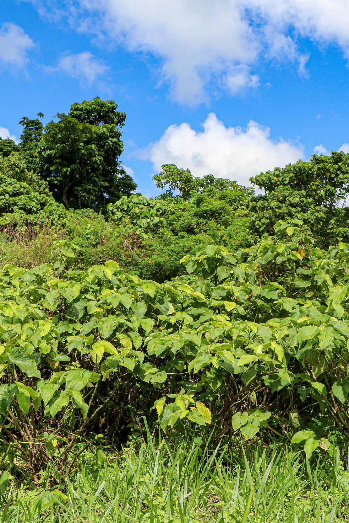 Kava plants growing in a sunny Vanuatu garden