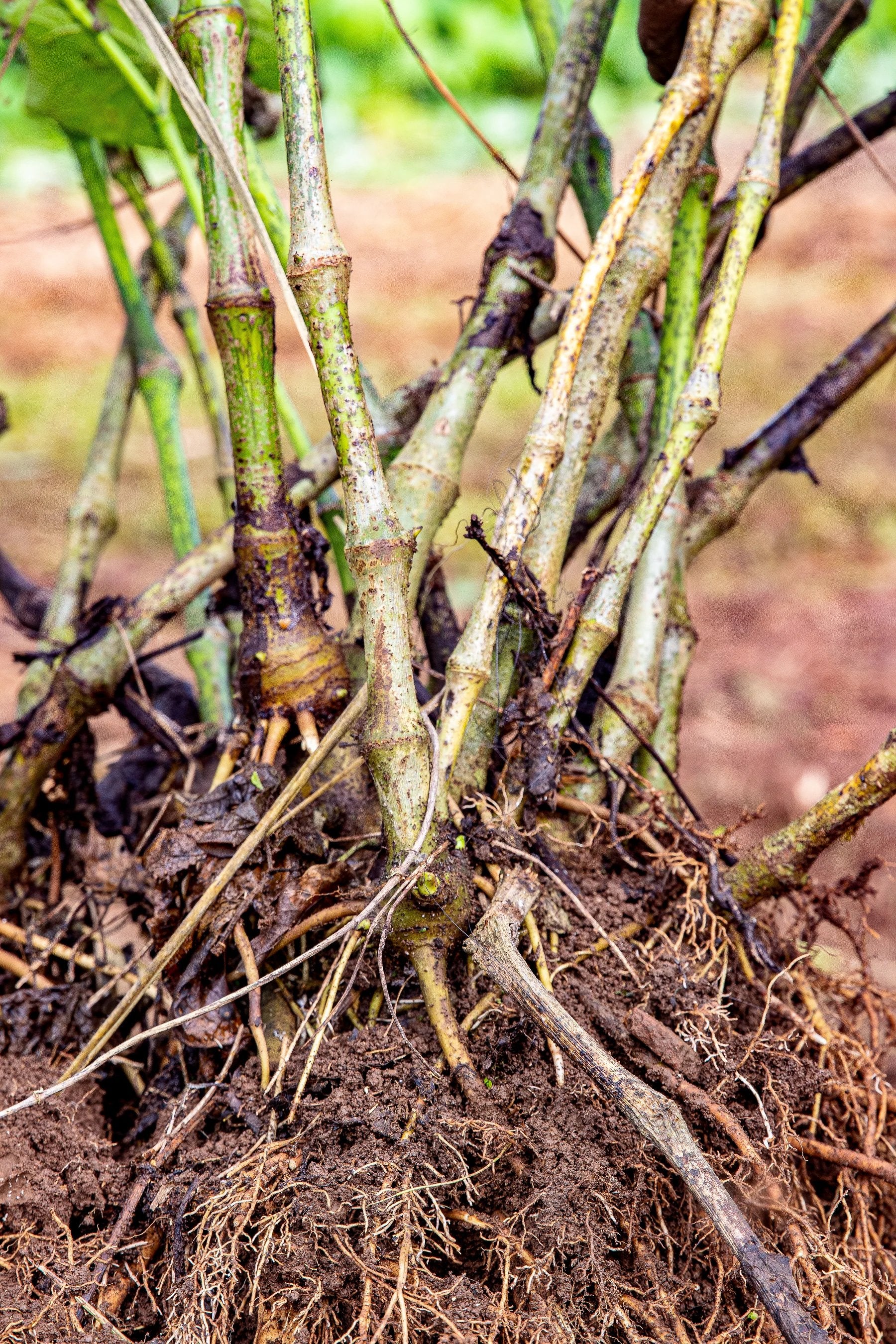 Freshly harvested kava rootstock with roots and soil, Vanuatu
