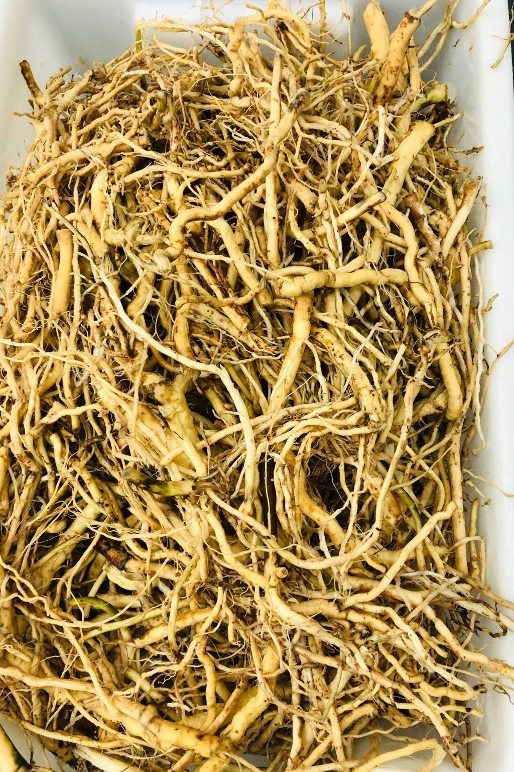 Mighty Roots Traditional Kava