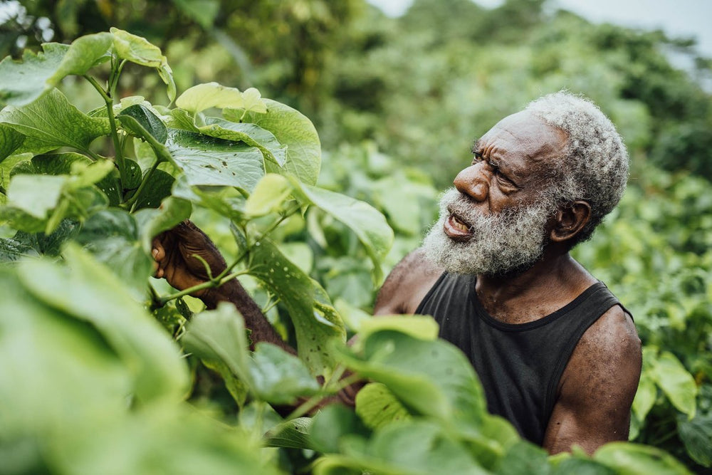 The Kava Society | The World's Best Kava | Traditional & Instant Kava