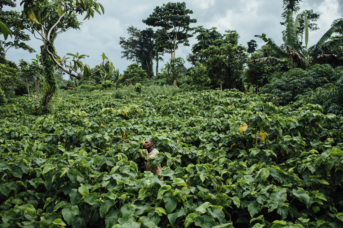 Shop All Kava | Noble Single Cultivars and Blends | The Kava Society NZ