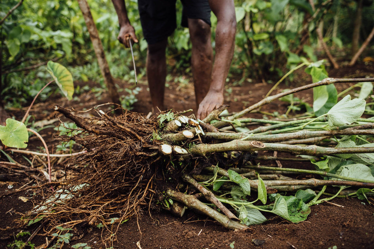 The Kava Society | Learn About Kava | Kava Basics | Kava Science | Kava ...