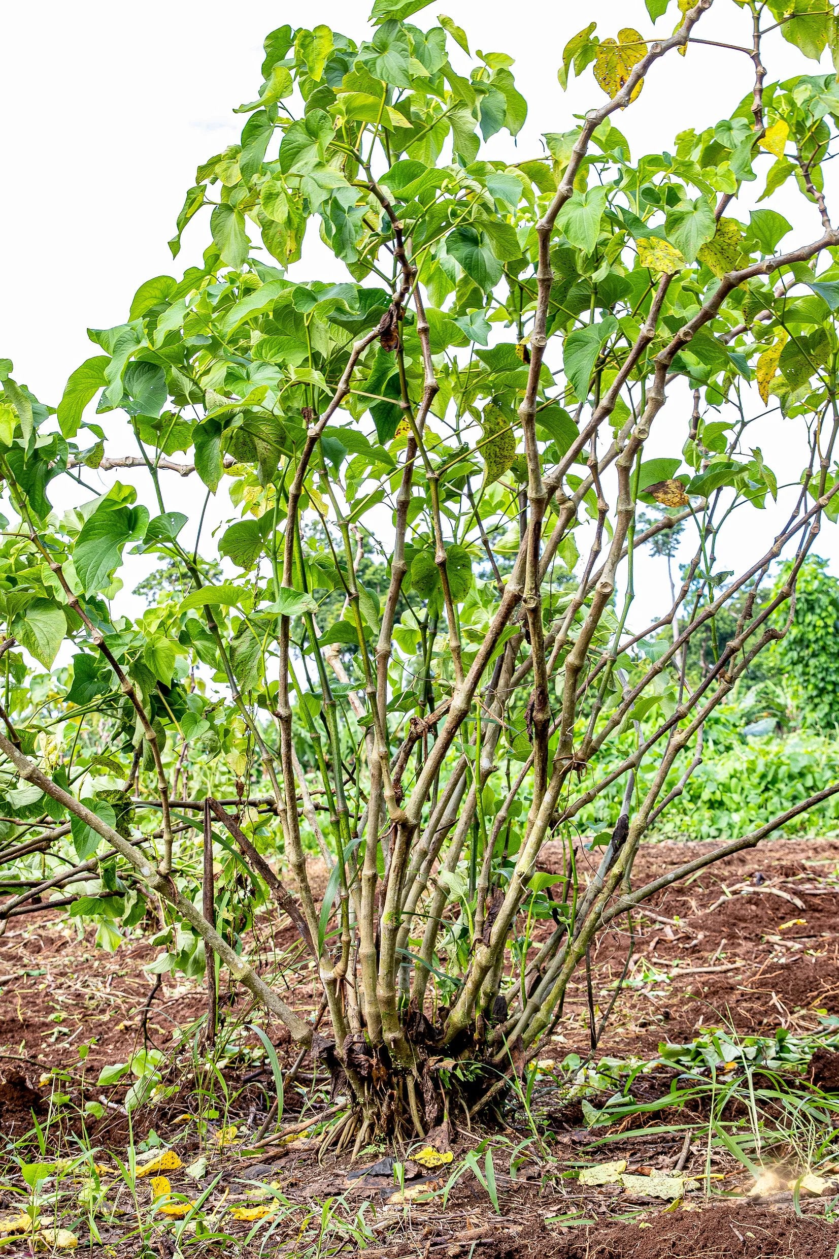 Borogoru kava bush growing in a Vanuatu garden