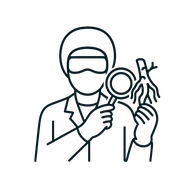 Line icon of a lab technician examining kava roots